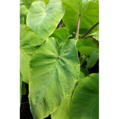 COLOCASIA esculentea Red eyed gecko ®