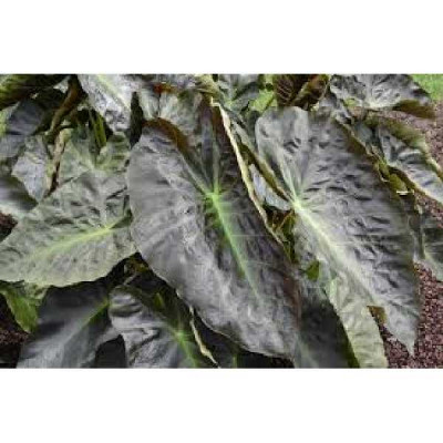 COLOCASIA esculentea Royal hawaiian ® aloha
