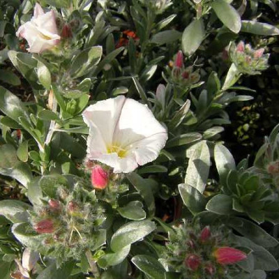 CONVOLVULUS cneorum