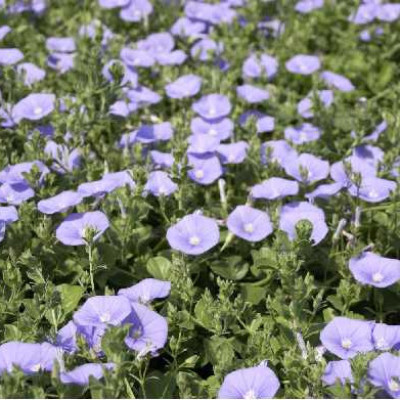 CONVOLVULUS mauritanicus