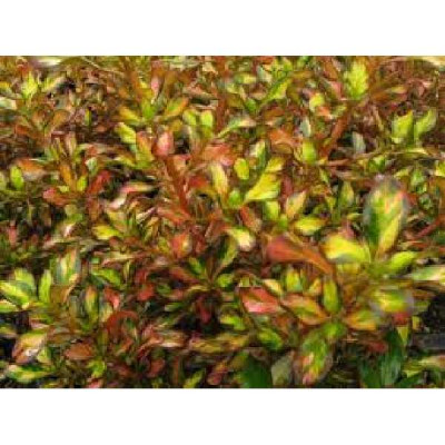 COPROSMA  Evening glow®