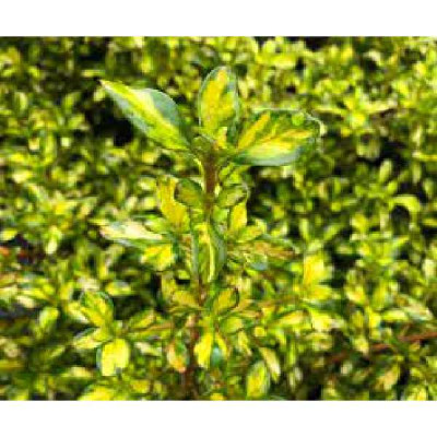 COPROSMA  Lemon and lime®