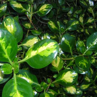 COPROSMA repens Picturata