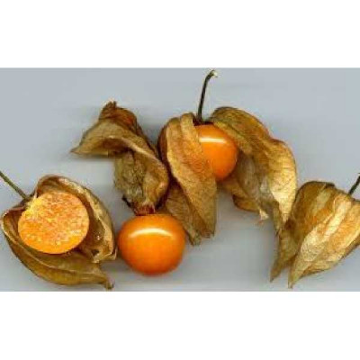 COQUERET DU PEROU