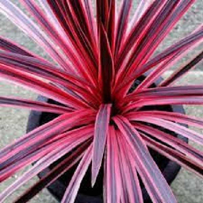 CORDYLINE australis Charly boy®