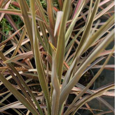 CORDYLINE australis Kiwi  dazzler