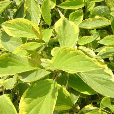 CORNUS alba Gouchaultii