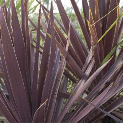 CORDYLINE australis Red star