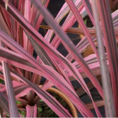 CORDYLINE australis Southern splendour