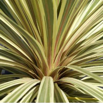 CORDYLINE australis Torbay dazzler