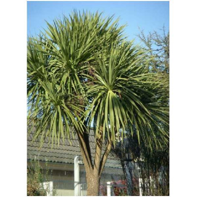CORDYLINE australis  cepee