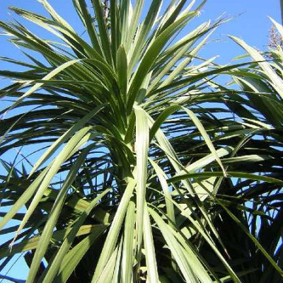 CORDYLINE