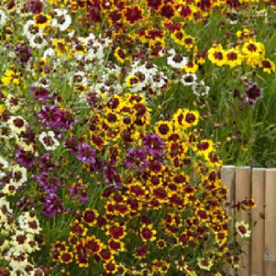 COREOPSIS MIXT TRIOMIO
