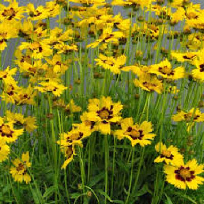 COREOPSIS grandiflora Sunkiss