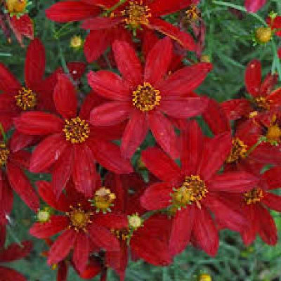 COREOPSIS  Hot paprika