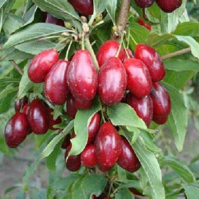 CORNUS mas