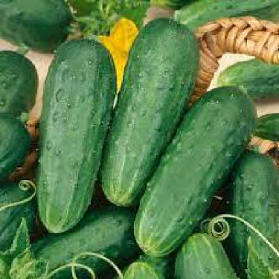 CORNICHON  Vert petit de paris