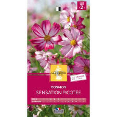 COSMOS GEANT SENSATION PICOTEE  Code prix 2 La Semeuse