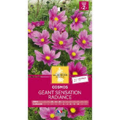 COSMOS GEANT SENSATION RADIANCE ROS  Code prix 2 La Semeuse