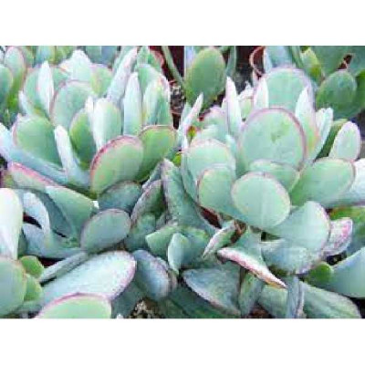 CRASSULA arborescens Blue hale