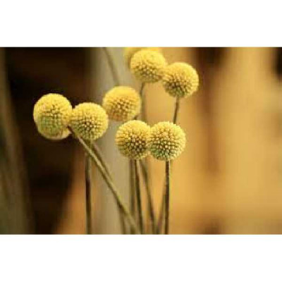 CRASPEDIA globosa Golf beauty