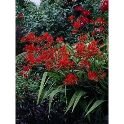 CROCOSMIA  Lucifer