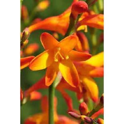 CROCOSMIA  Ministar