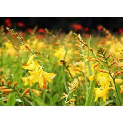 CROCOSMIA  George davidson jaune orange