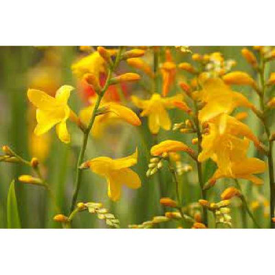 CROCOSMIA  Honey angels