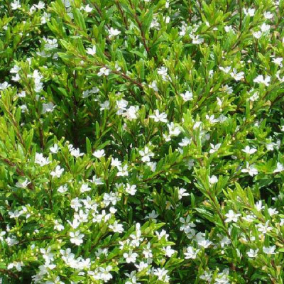 CUPHEA hyssopifolia Alba