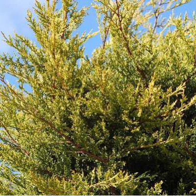 CUPRESSOCYPARIS leylandii Castelwelland gold