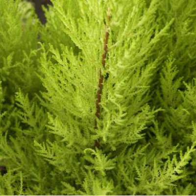 CUPRESSUS macrocarpa Goldcrest