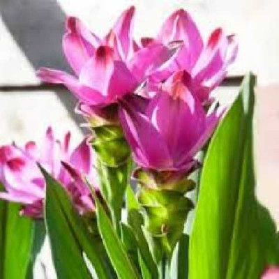 CURCUMA alismatifolia