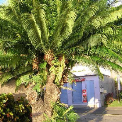 CYCAS revoluta