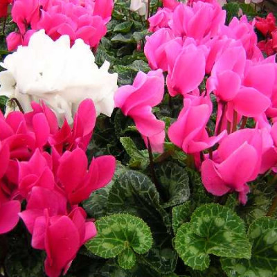 CYCLAMEN