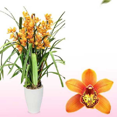 CYMBIDIUM   2 branches