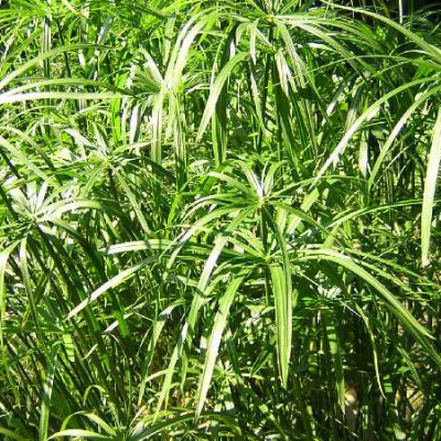 CYPERUS alternifolius