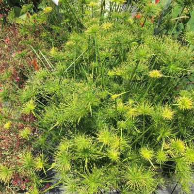 CYPERUS papyrus Cleopatra