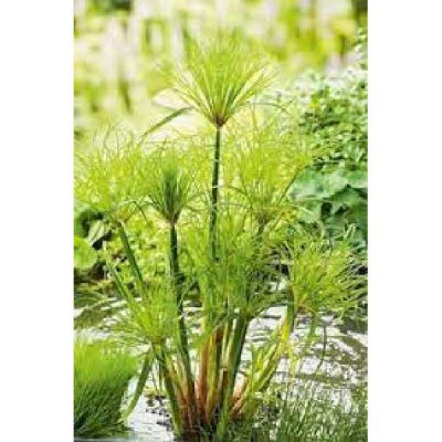 CYPERUS  Papyrus du nil