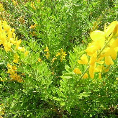 CYTISUS racemosus