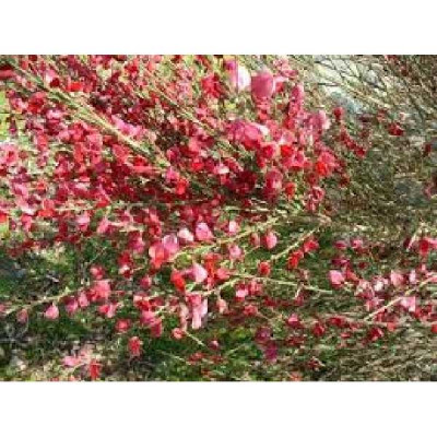 CYTISUS boskoop Ruby