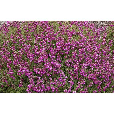 DABOECIA cantabrica Atropurpurea