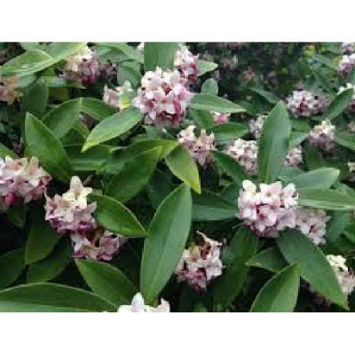 DAPHNE odora Perfume princess®