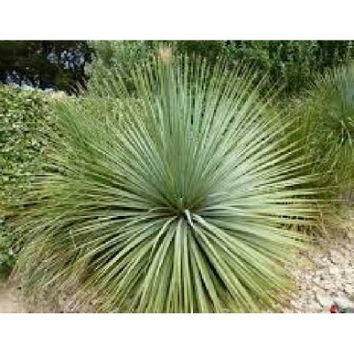 DASYLIRION glaucophyllum