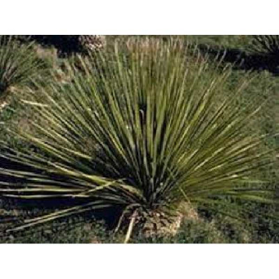 DASYLIRION leiophyllum