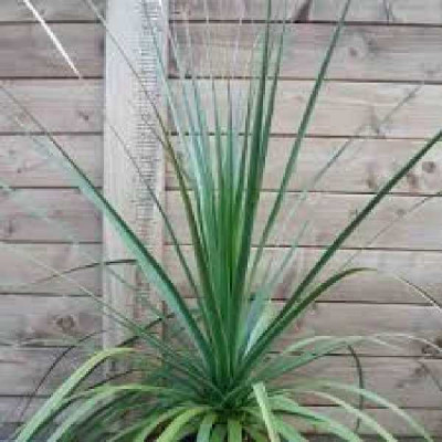 DASYLIRION longifolium