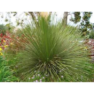 DASYLIRION longissimum