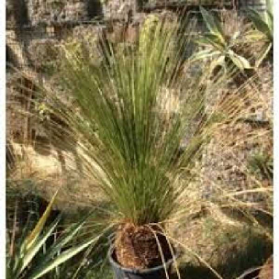 DASYLIRION lucidum