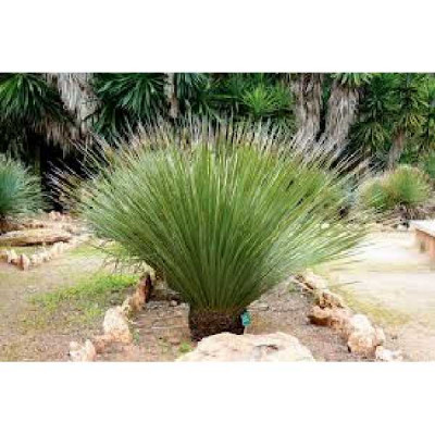 DASYLIRION serratifolium