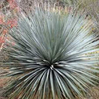 DASYLIRION wheelerii